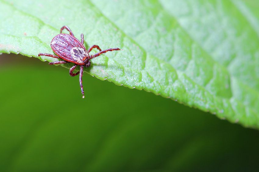 A New Cause Of Lyme Disease Discovered! | FOOD MATTERS®