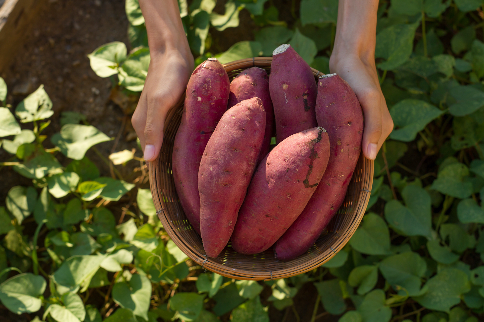 9 Health Benefits Of Sweet Potato Food Matters®