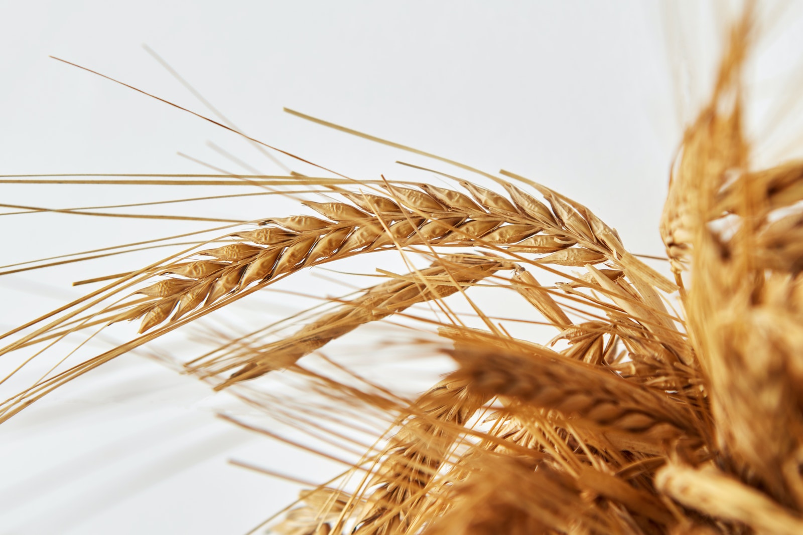 Gluten Sensitivity vs. Celiac Disease with Dr. Mark Hyman | FOOD MATTERS®